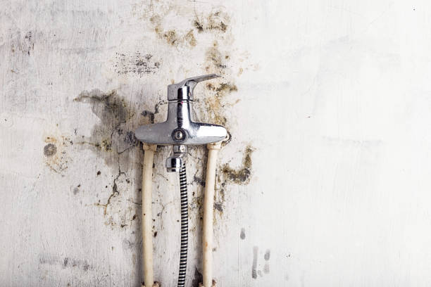 Best Emergency Mold Removal  in Brookston, IN