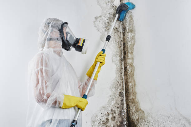 Best Certified Mold Removal  in Brookston, IN