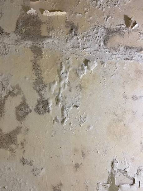 Best Attic Mold Removal  in Brookston, IN