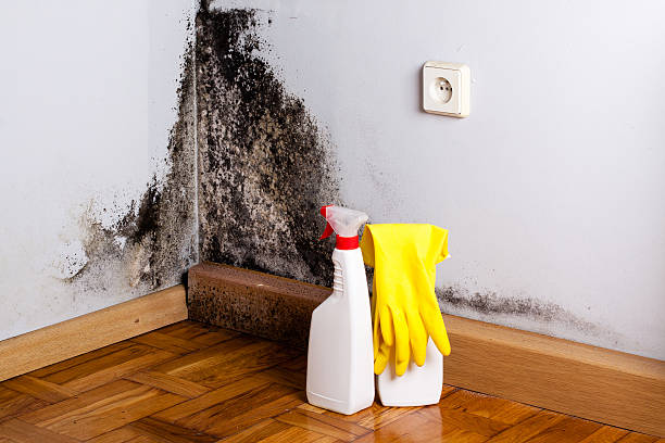 Best Mold Removal Company Near Me  in Brookston, IN