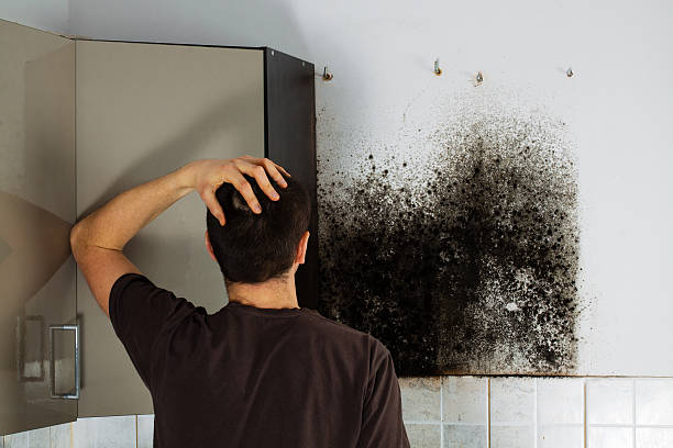 Professional Mold Removal in Brookston, IN