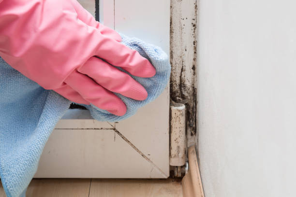 Best Office Mold Removal Services  in Brookston, IN