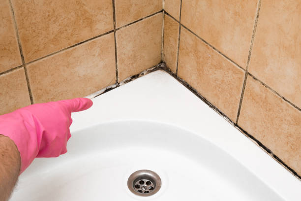 Best Emergency Mold Removal  in Brookston, IN